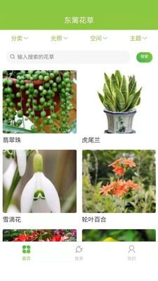 东篱花草1