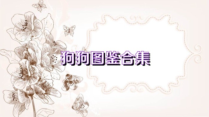 狗狗图鉴合集