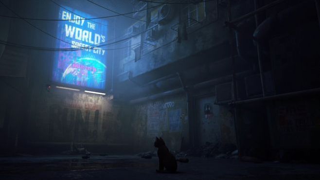 stray1