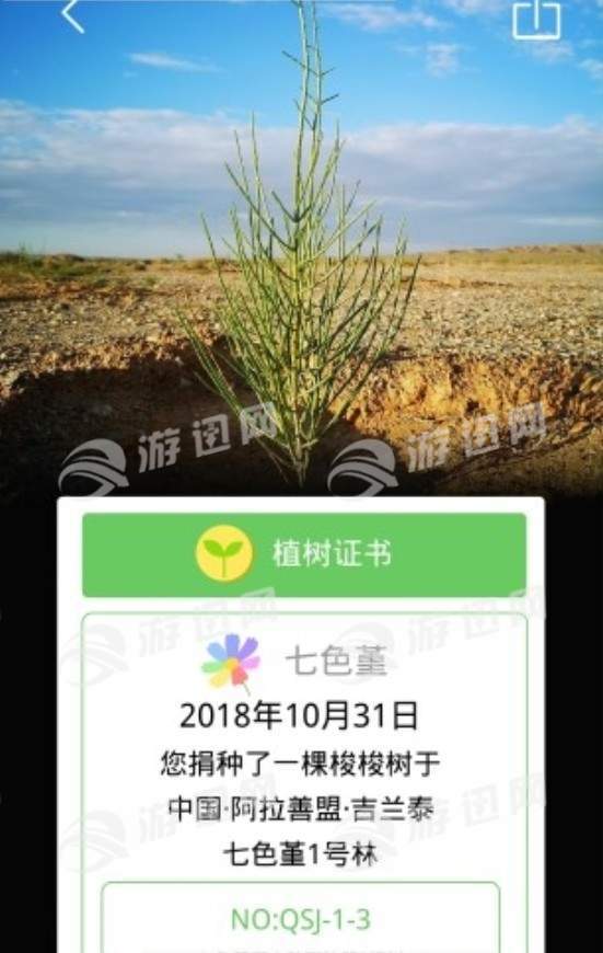 七色堇2