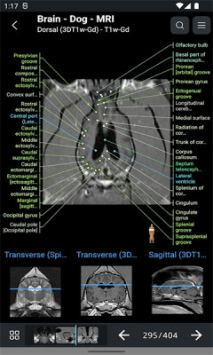 vet Anatomy安卓版v3.1.02