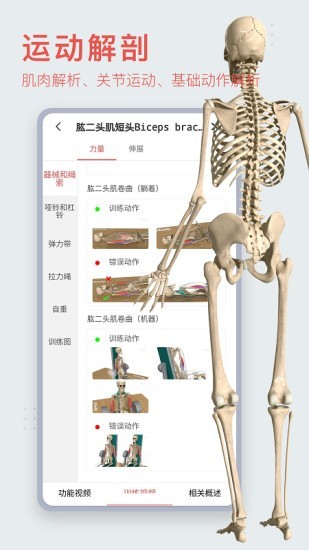 3Dbody艺用1