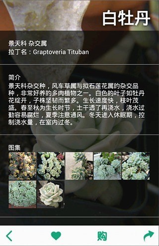 多肉植物3