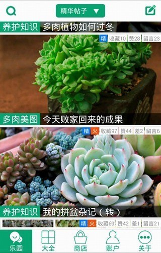 多肉植物5