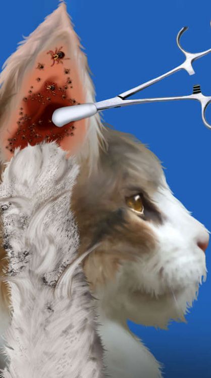 Cat Makeover1