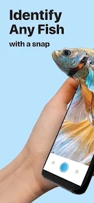 Picture Fish鱼类识别1