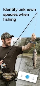 Picture Fish鱼类识别3