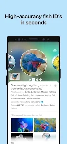 Picture Fish鱼类识别5