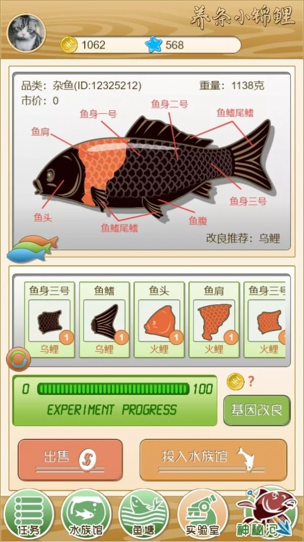 养条小锦鲤3
