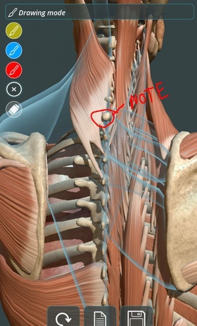 人体3D立体解剖（Visual Anatomy 3D - Human）4