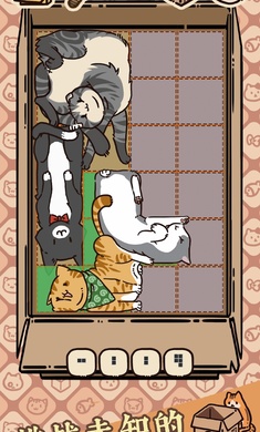 盒子猫1