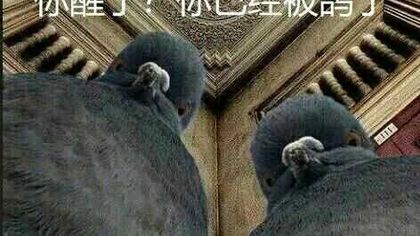 巢3