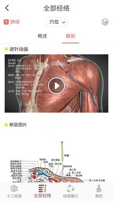 3D BODY(经络穴位3D)2