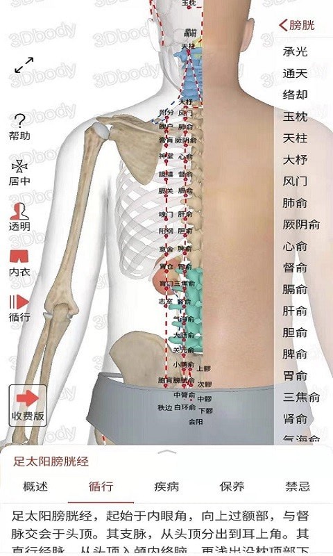 3Dbody经络穴位2