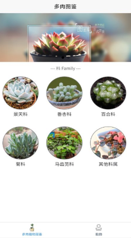 嘟嘟多肉植物鉴1