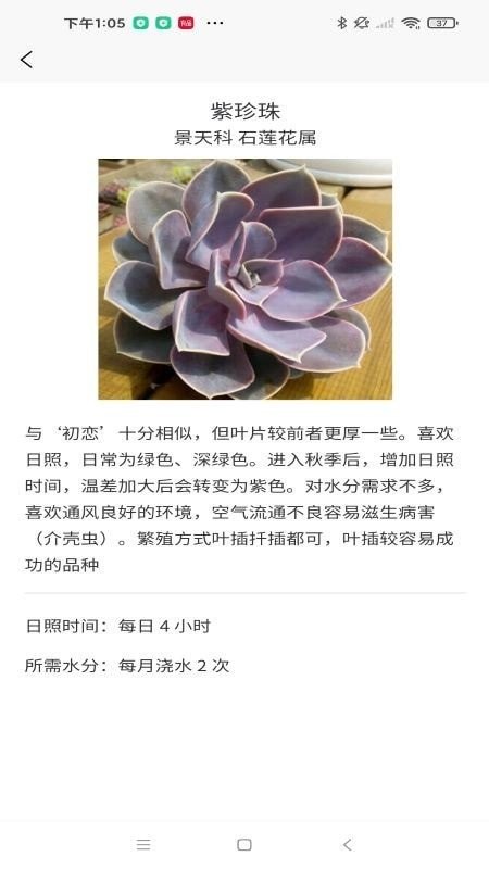 嘟嘟多肉植物鉴2