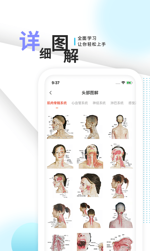 3d人体解剖学三维图谱3