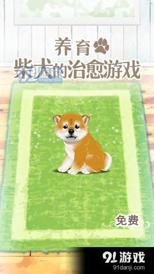养育柴犬的治愈游戏1