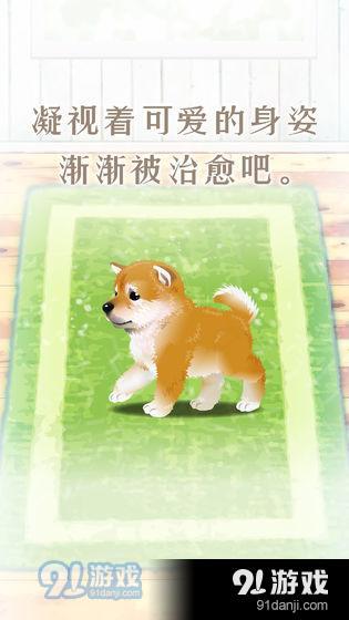 养育柴犬的治愈游戏2