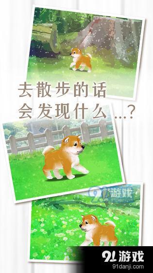 养育柴犬的治愈游戏3