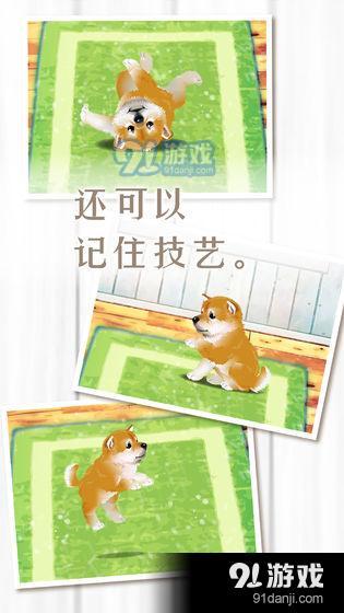 养育柴犬的治愈游戏4