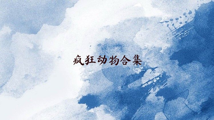 疯狂动物合集