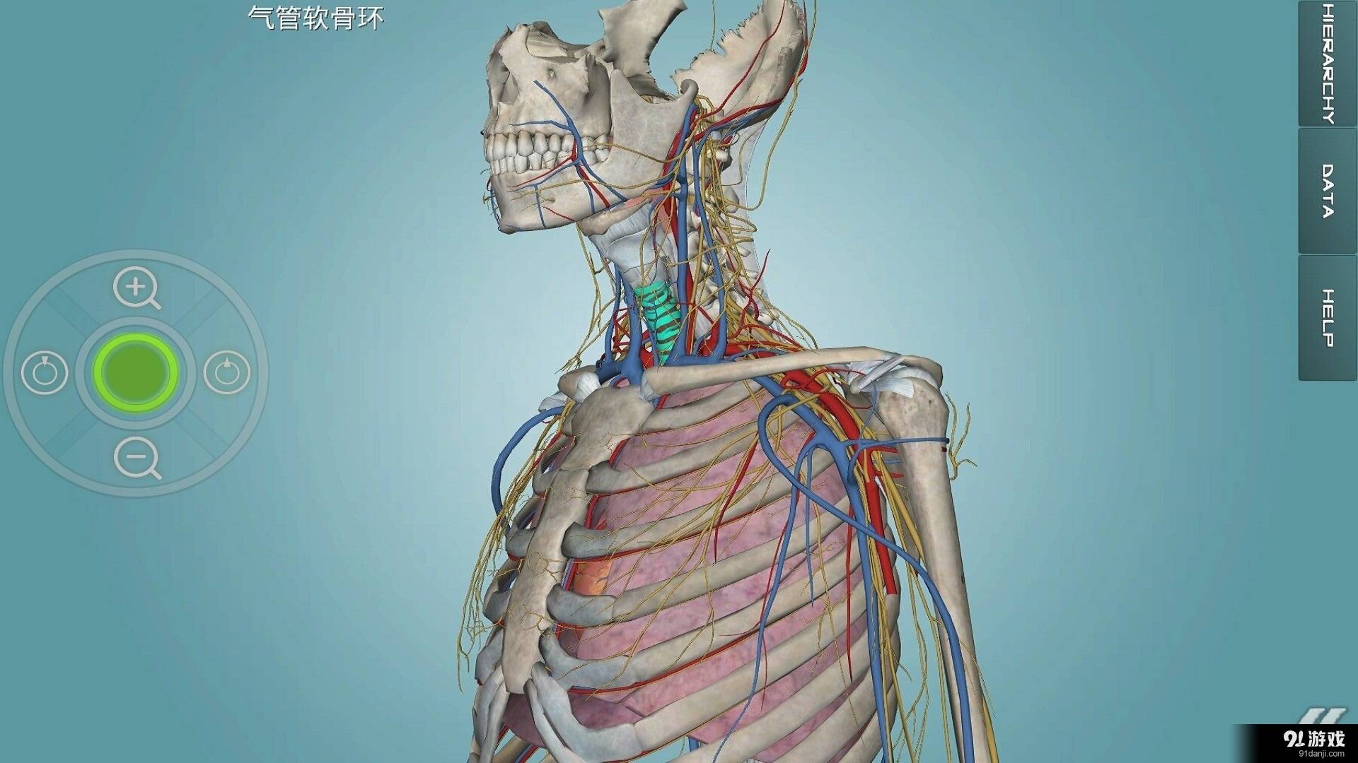 人体解剖学图集5