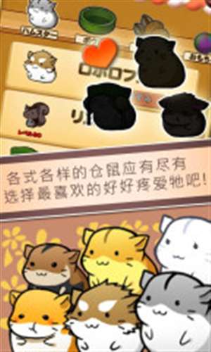 小仓鼠的生活3